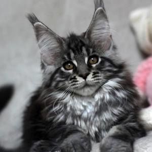 Meet your Posher, Lee